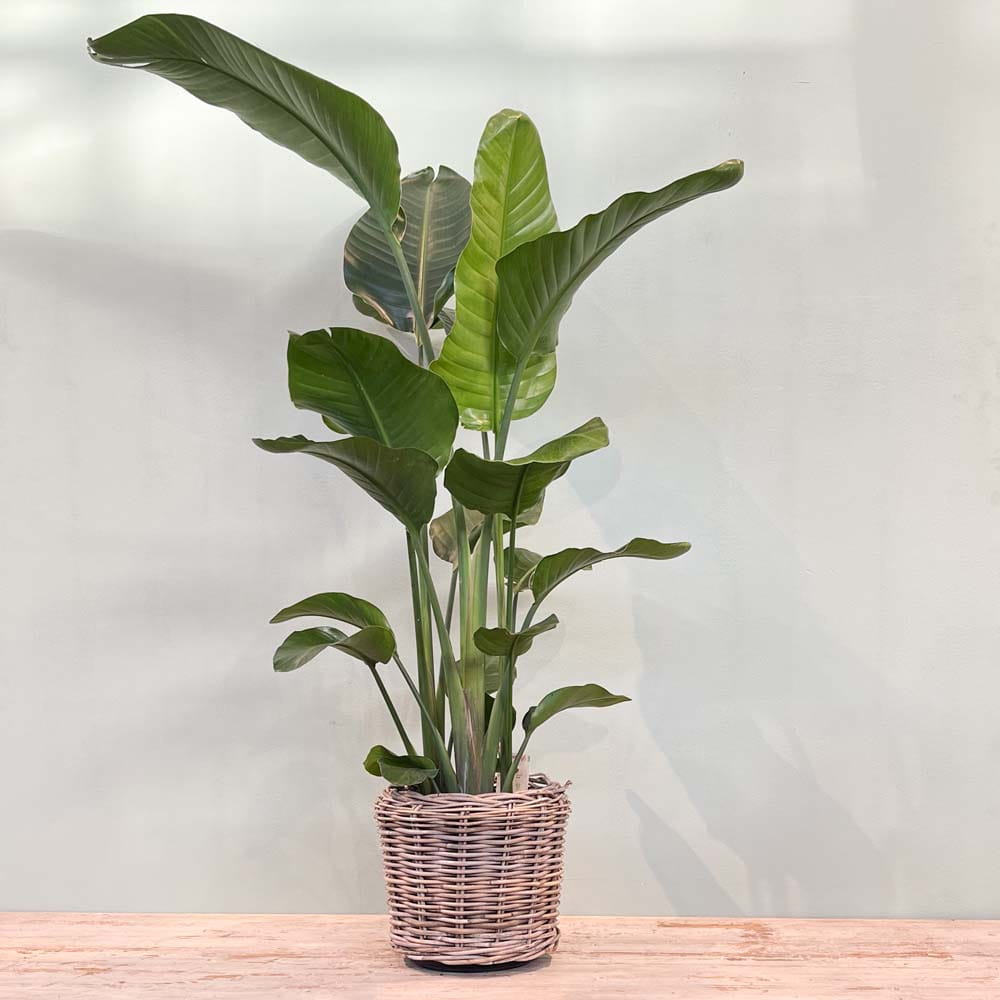 Baum-Strelitzie • Strelitzia nicolai Topfdurchmesser 24 cm, 120 cm hoch Topfware Ansicht 5