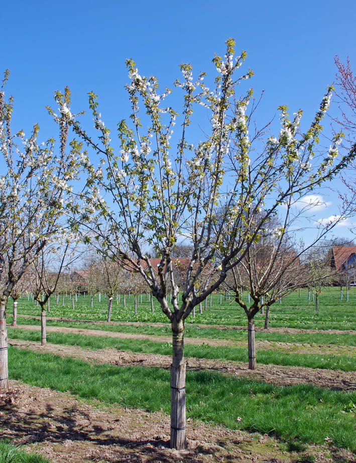 Süßkirsche 'Lapins' • Prunus avium 'Lapins' Ansicht 4
