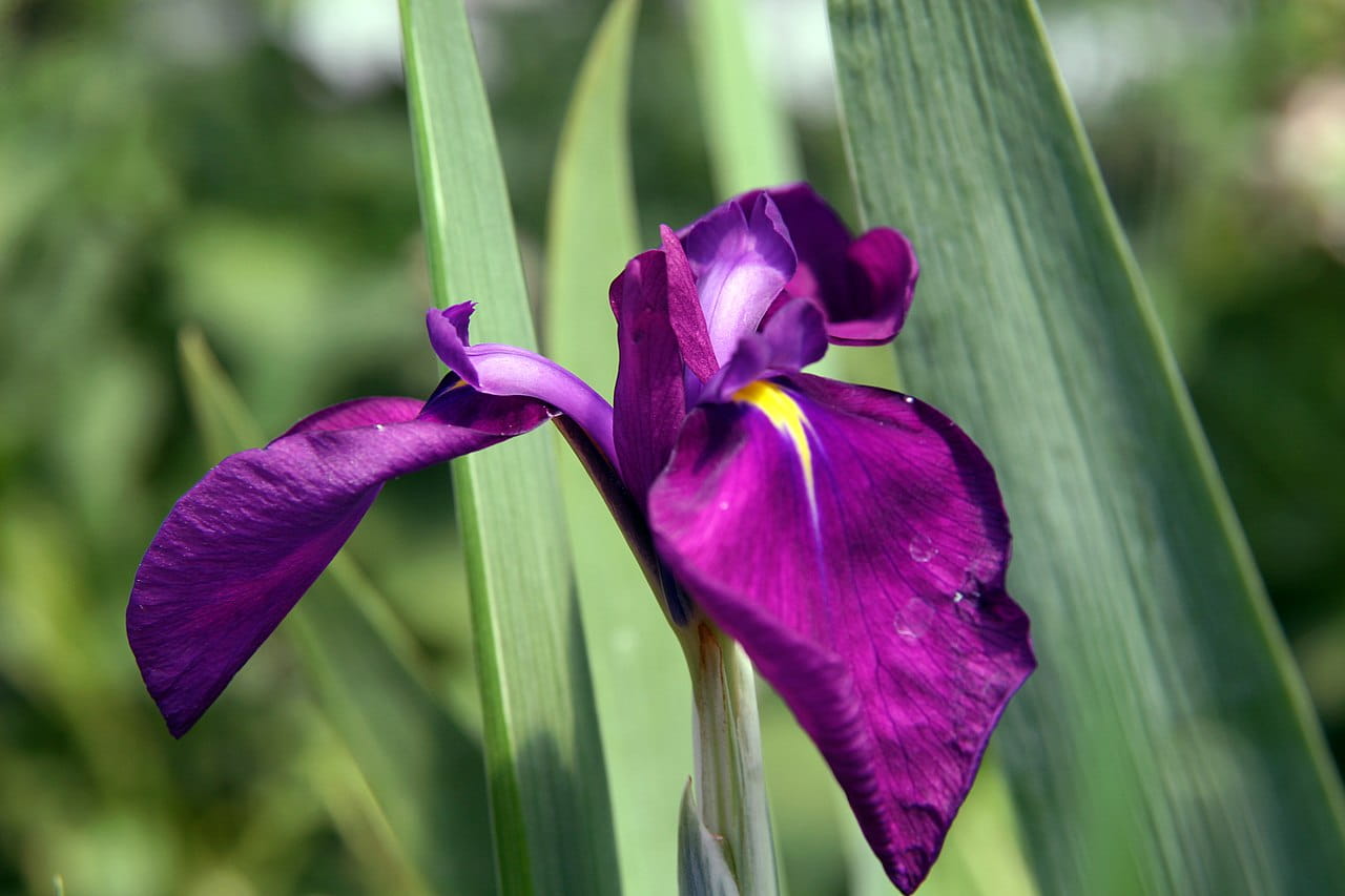 Weißgrüne Sumpf-Schwertlilie 'Variegata' • Iris ensata 'Variegata'