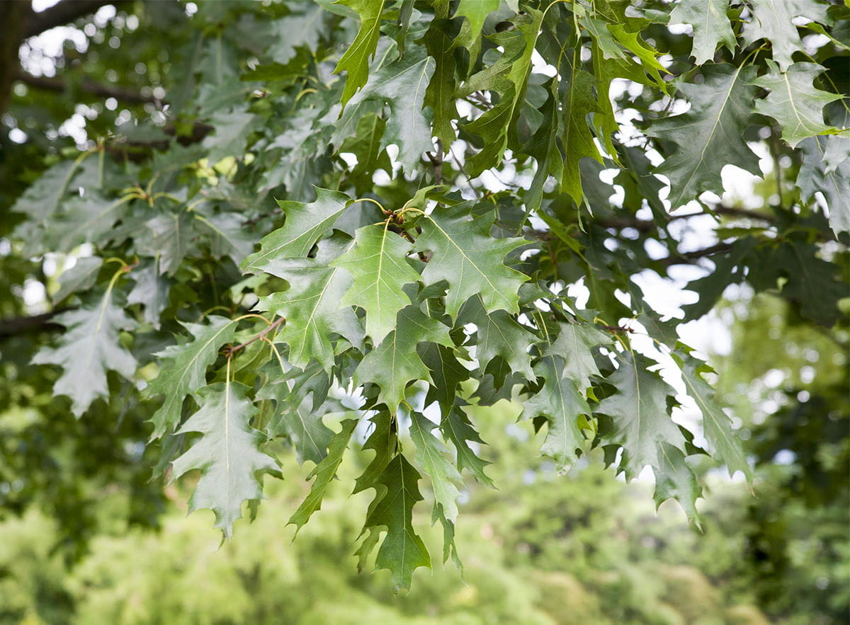 amerikanische-roteiche-quercus-rubra-quercus-rubra-i8Q8