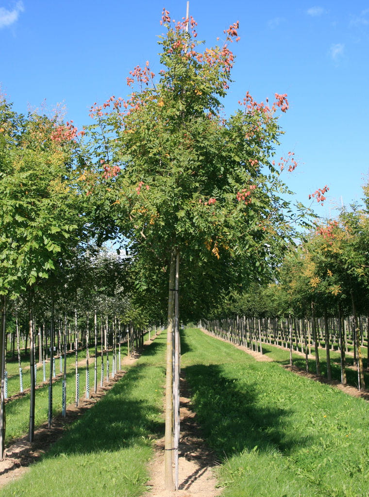 Blasenbaum • Koelreuteria paniculata Ansicht 6