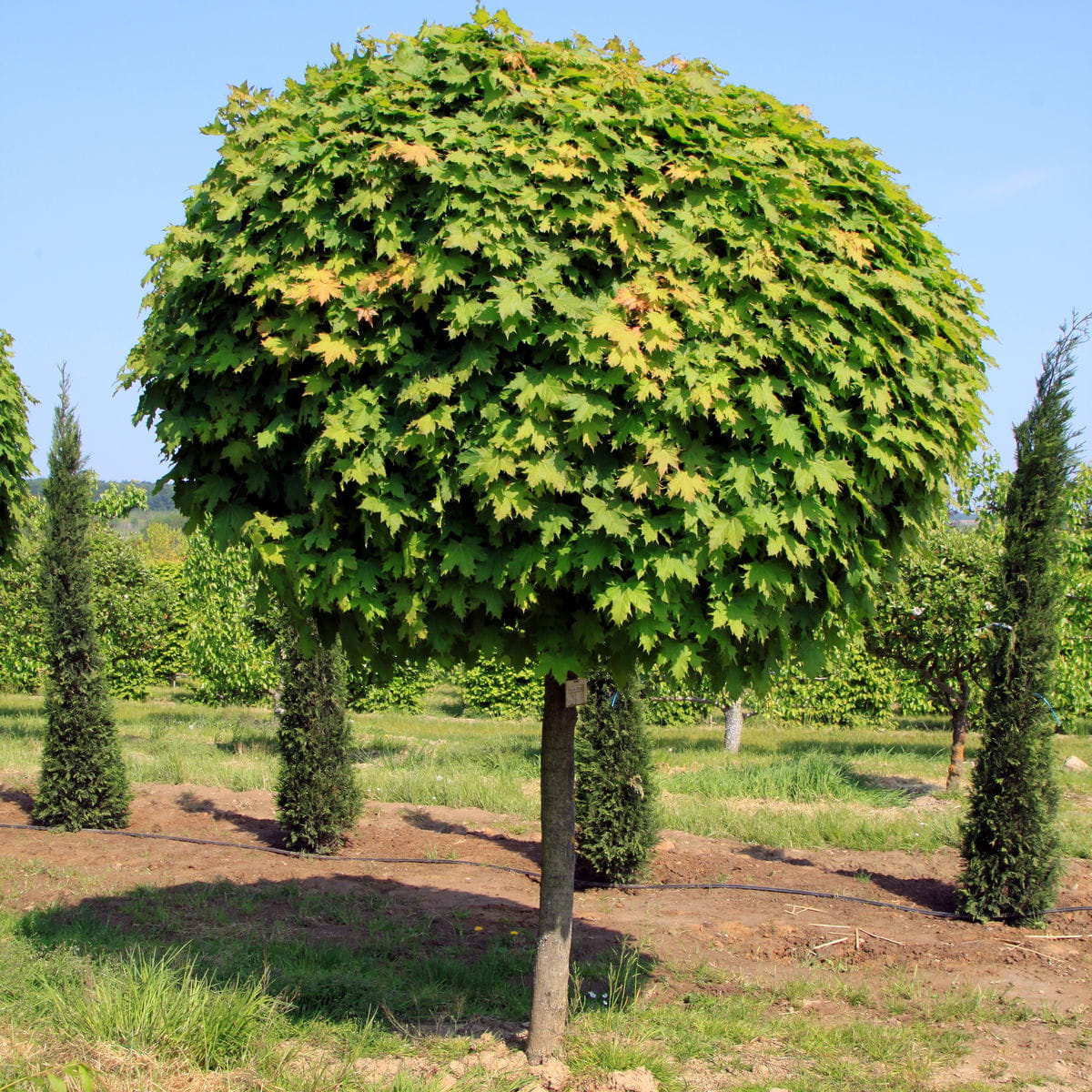Kugelahorn 'Globosum' • Acer platanoides 'Globosum' Ansicht 8