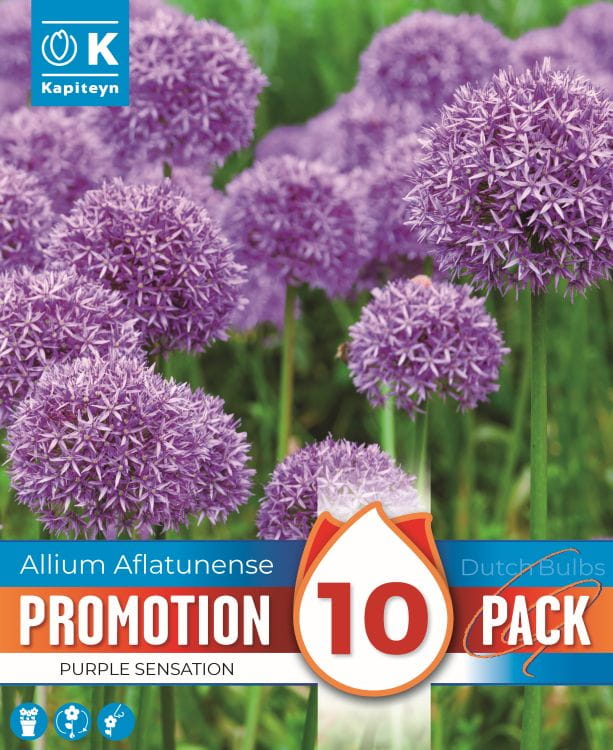 Blumenzwiebel - Allium aflatunense 'Purple Sensation' 10er Packung 