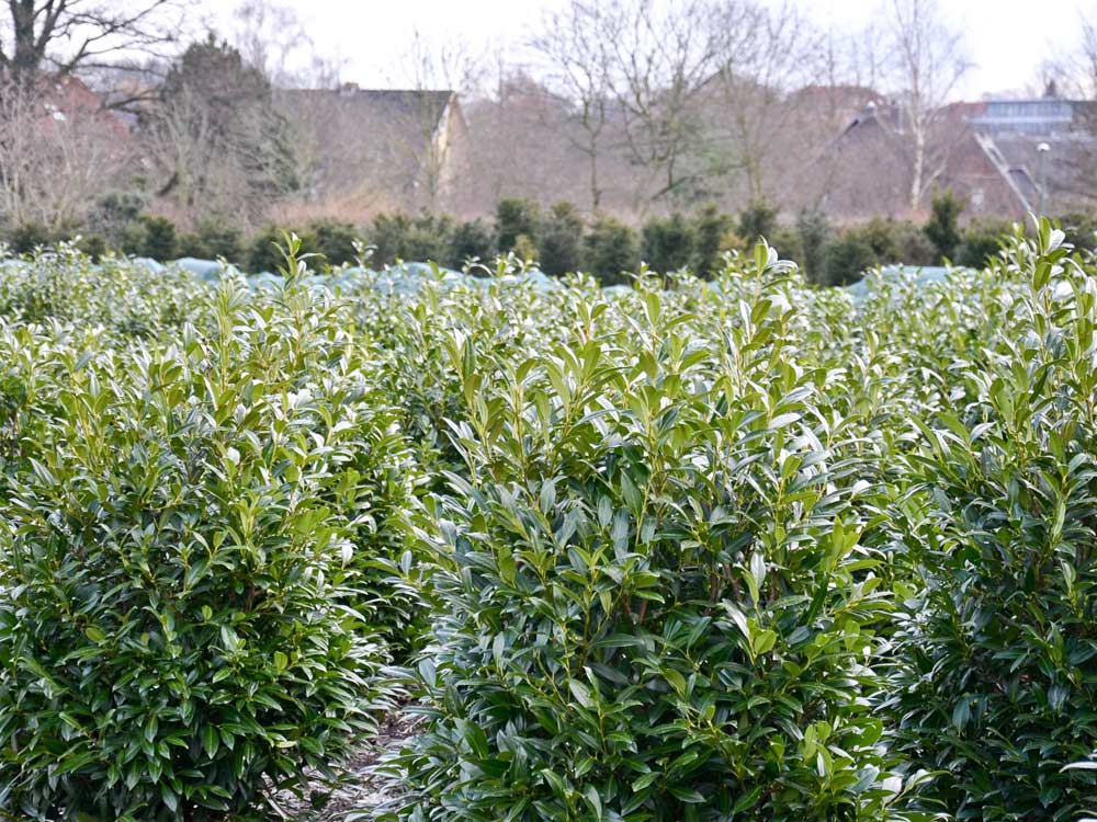 Kirschlorbeer 'Herbergii' • Prunus laurocerasus 'Herbergii' 100-125 cm hoch, Solitärpflanze Ballenware Ansicht 3