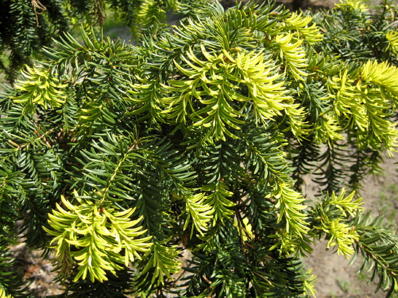 Gelbe Adlerschwingen-Eibe 'Dovastonii Aurea' • Taxus baccata 'Dovastonii Aurea' Ansicht 1