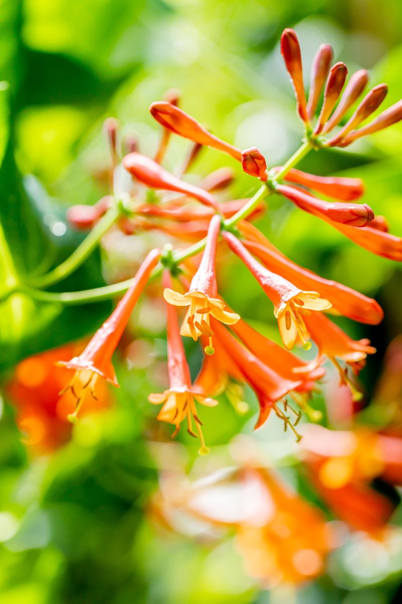 Geißschlinge 'Dropmore Scarlet' • Lonicera Brownii 'Dropmore Scarlett' Ansicht 4