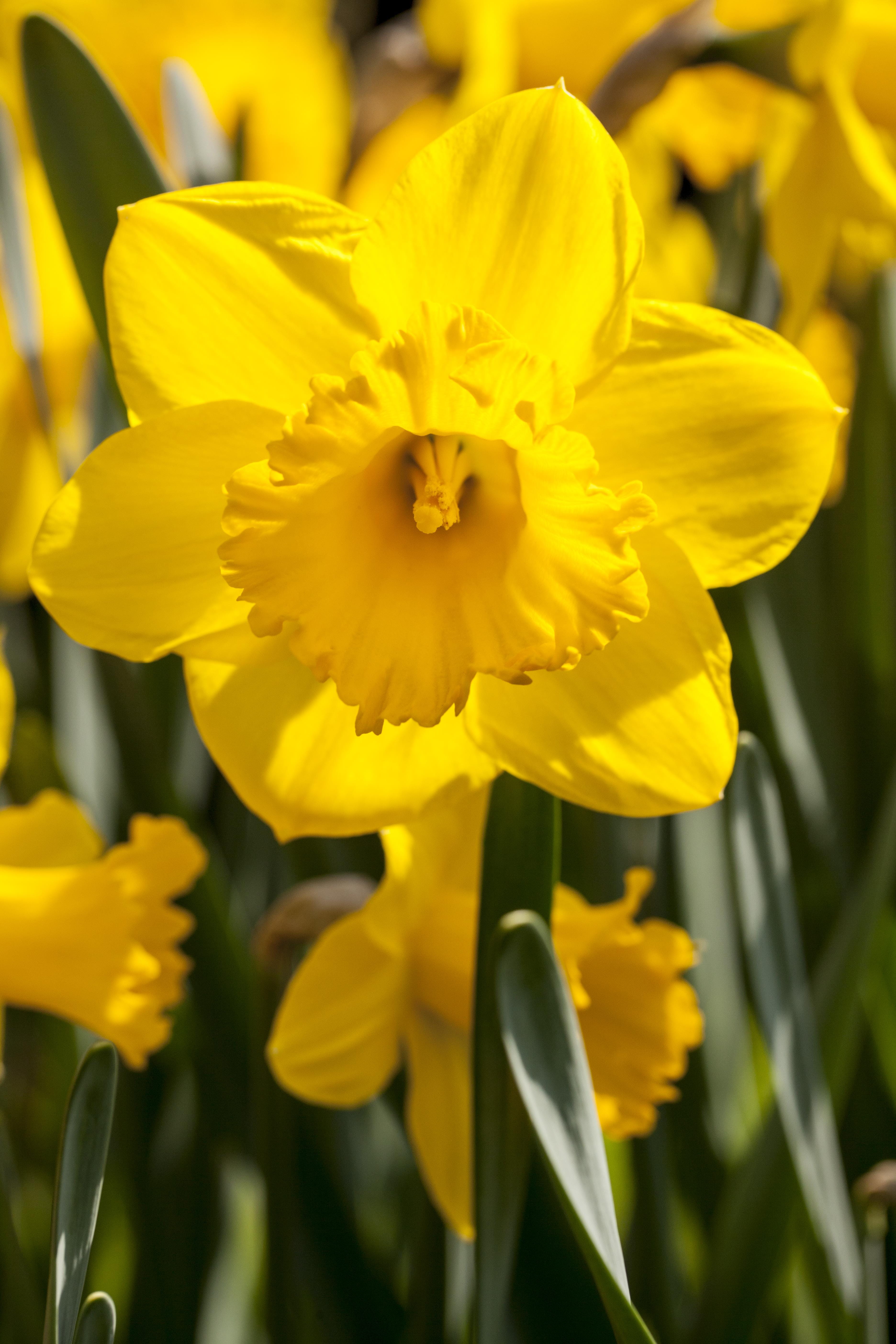 Blumenzwiebel - Narcissus 'Carlton' 5er Packung