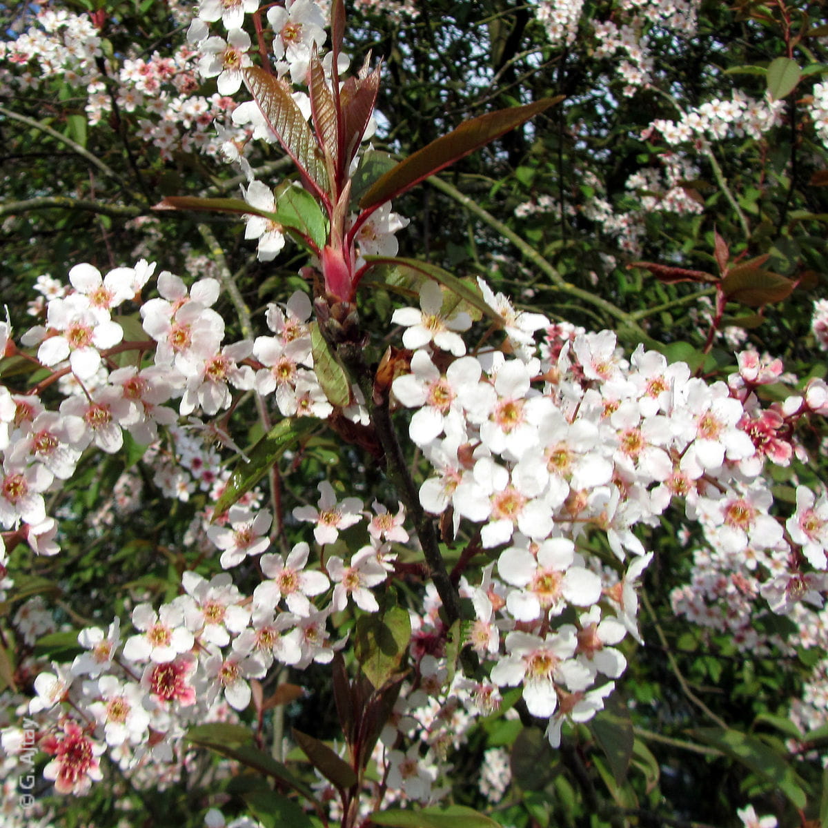 Traubenkirsche 'Colorata' • Prunus padus 'Colorata' Ansicht 4