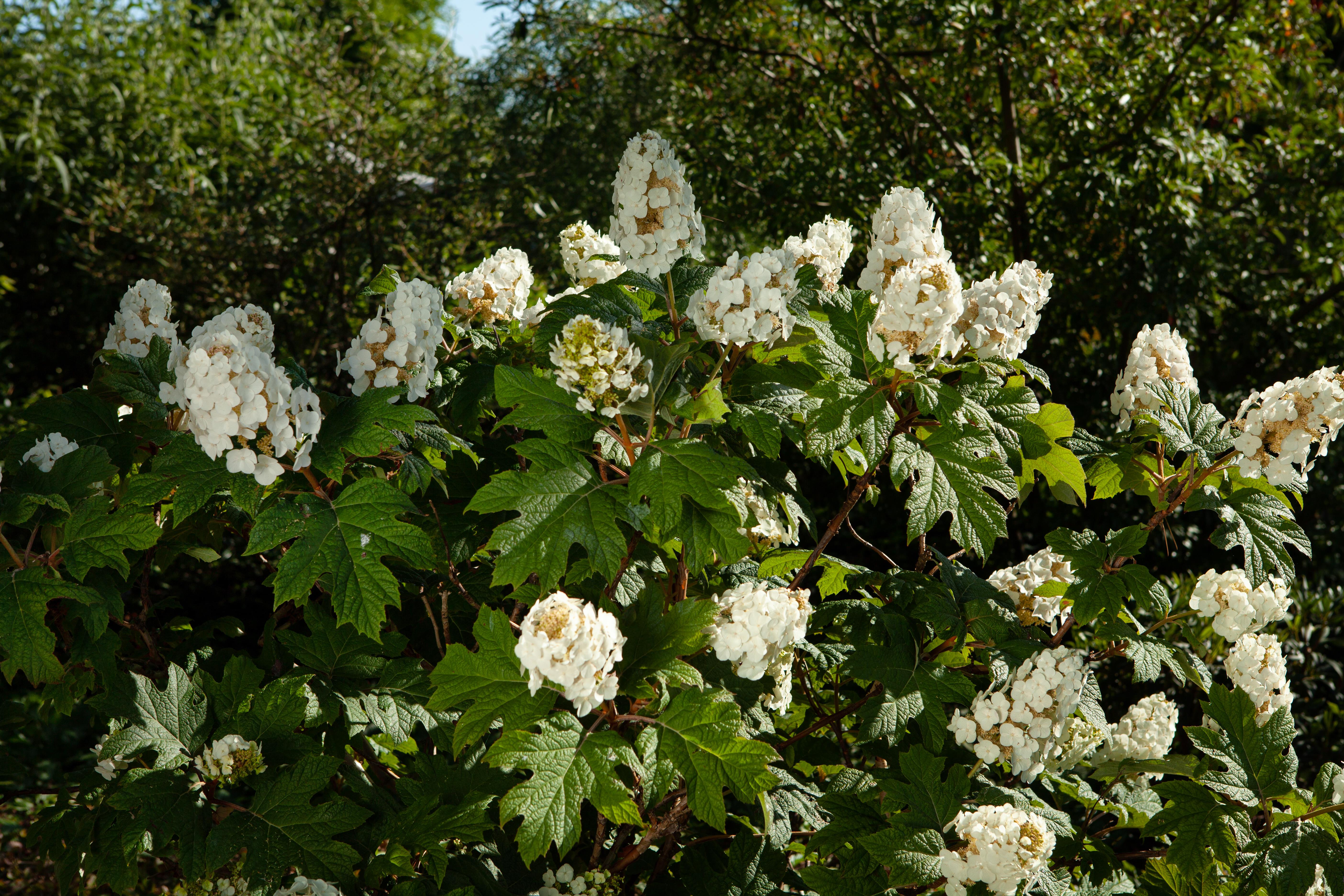 Eichenblatthortensie • Hydrangea quercifolia Ansicht 1