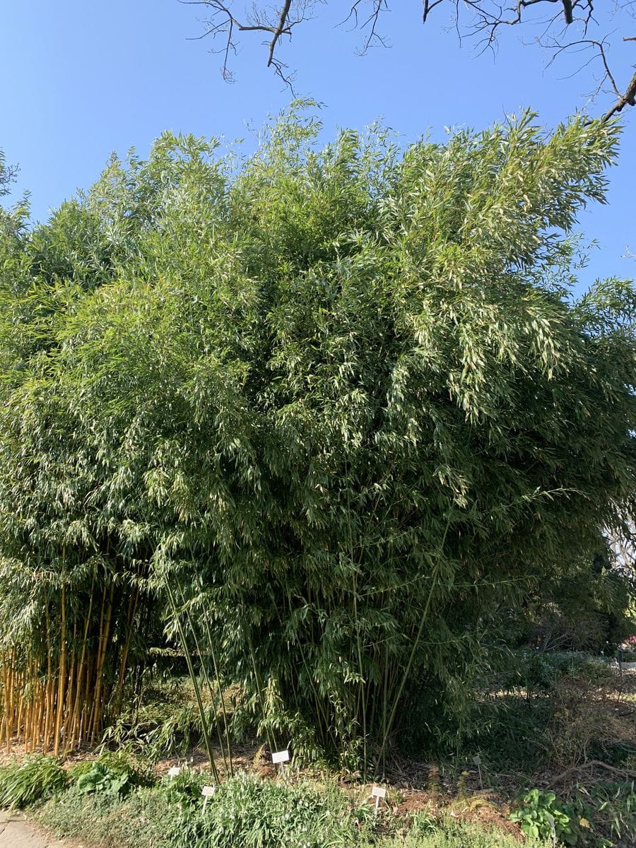 Grüner Bambus • Phyllostachys bissetii Ansicht 3