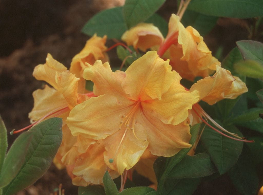 Sommergrüne Azalee 'Hugh Wormald' • Rhododendron lut. 'Hugh Wormald' Ansicht 1