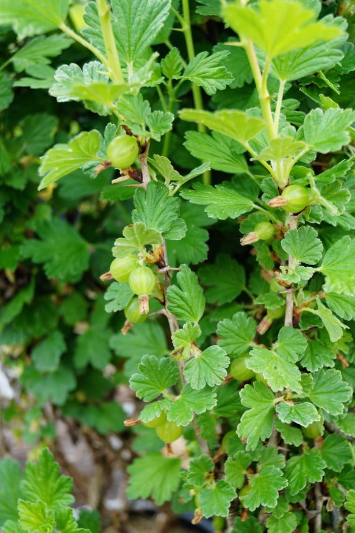 Stachelbeere 'Remarka' • Ribes uva-crispa 'Remarka'