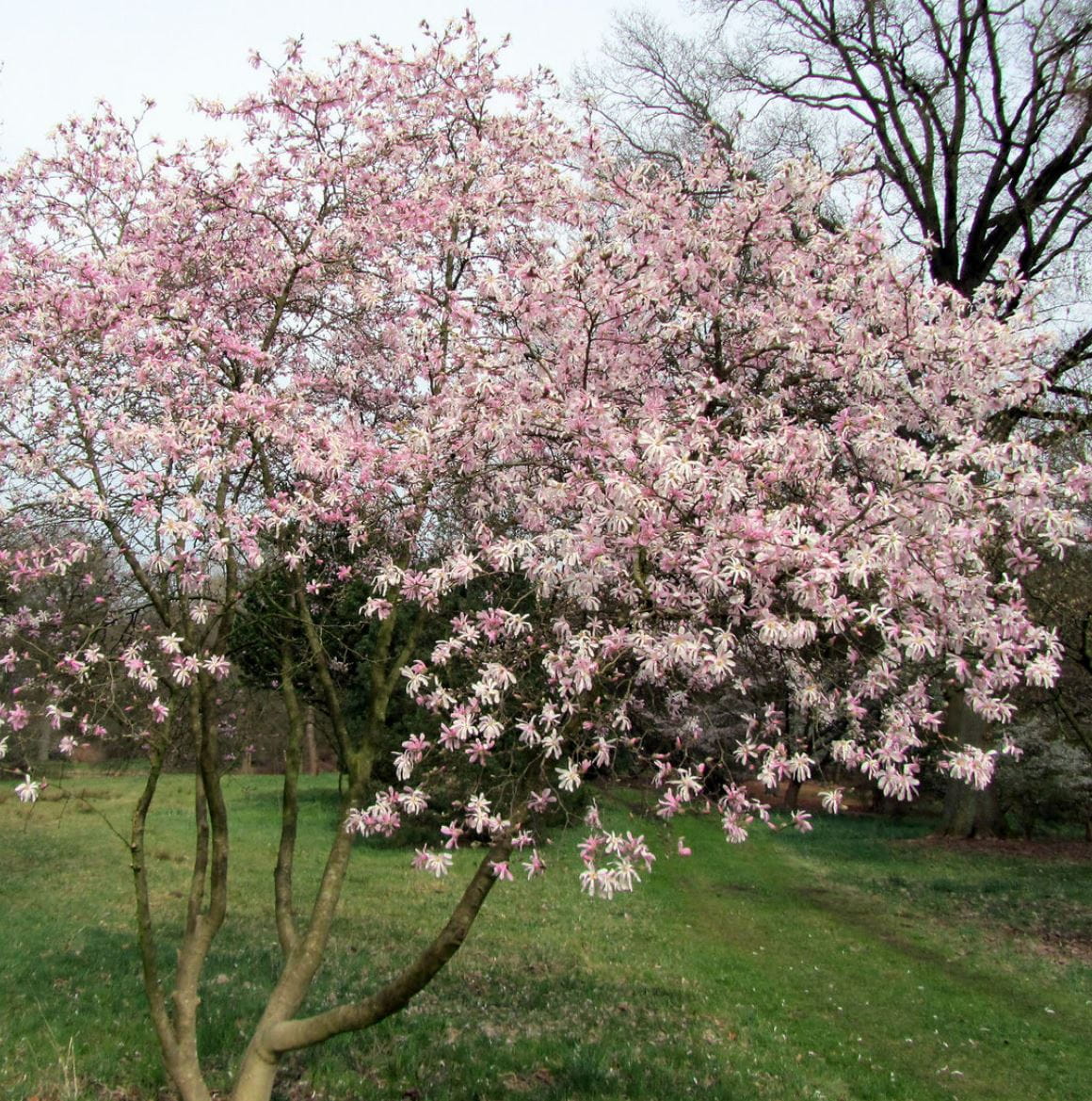 Magnolia loebneri 'Leonard Messel' • Magnolia loebneri 'Leonard Messel' Ansicht 2