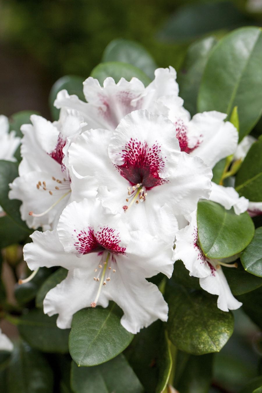 Rhododendron 'Hachmann`s Picobello'® • Rhododendron Hybride 'Hachmann`s Picobello'®