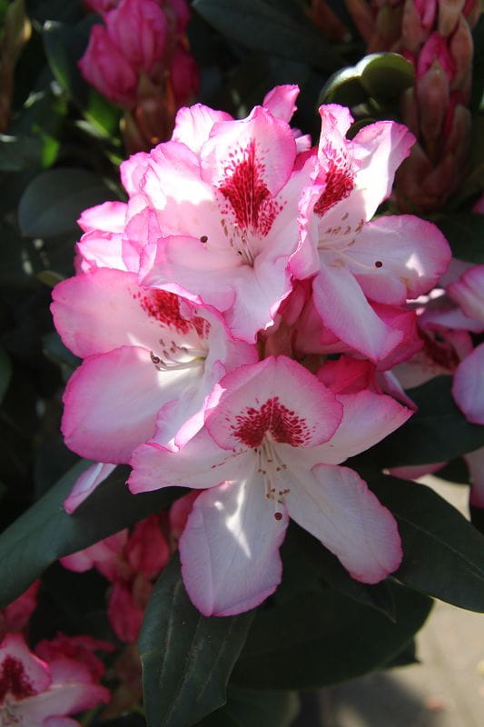 Rhododendron 'Furnivalls Daughter' • Rhododendron Hybride 'Furnivalls Daughter' Ansicht 3