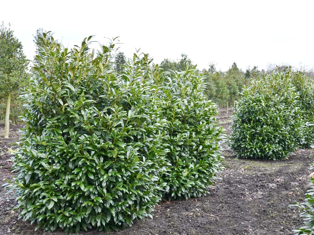 Kirschlorbeer 'Herbergii' • Prunus laurocerasus 'Herbergii'