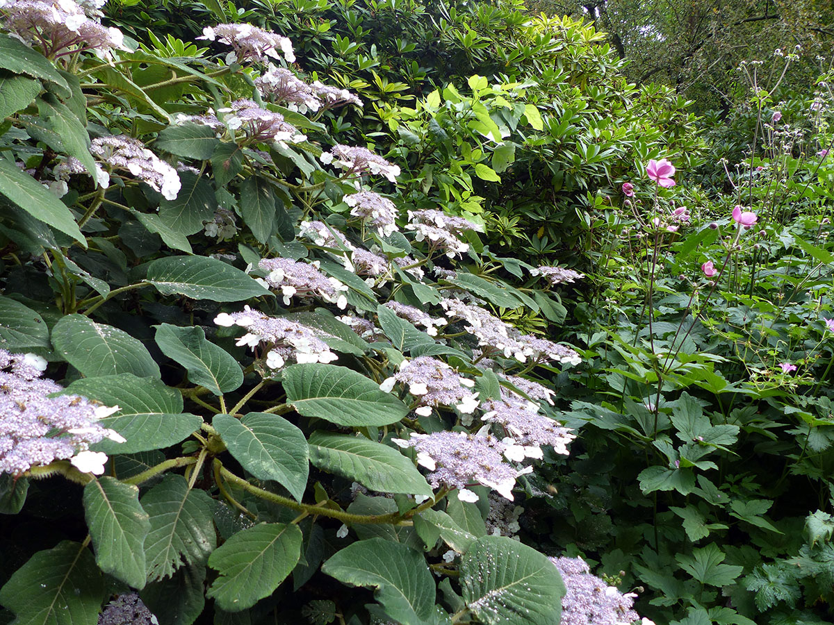 Samthortensie 'Macrophylla' • Hydrangea aspera 'Macrophylla' Containerware 60-80 cm hoch, Solitärpflanze Ansicht 6