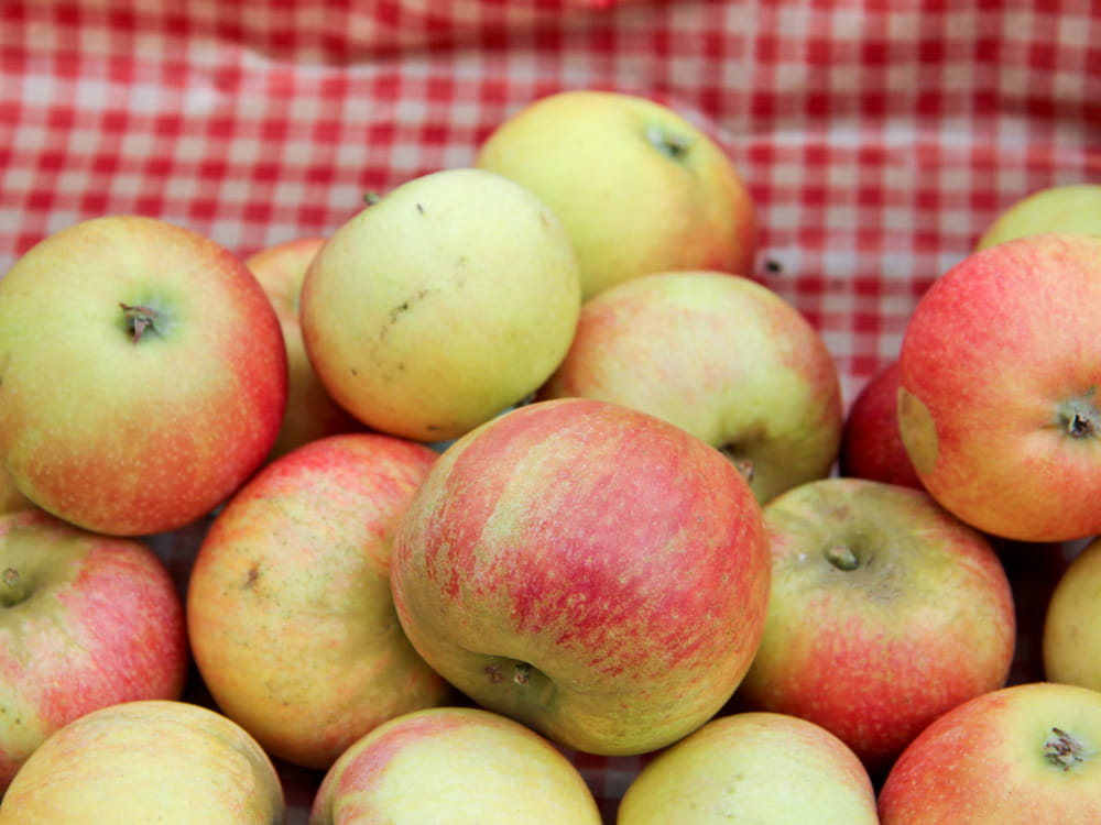 Apfel 'Alkmene' • Malus 'Alkmene'