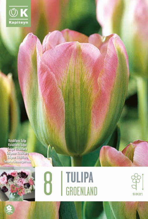 Blumenzwiebel - Tulipa viridiflora 'Groenland' 8er Packung