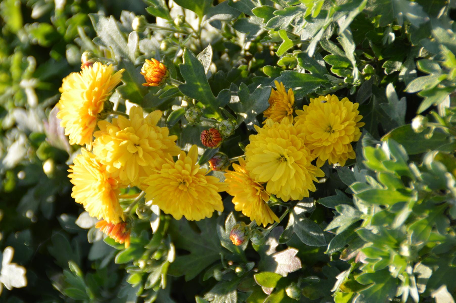 Winteraster 'Bienchen' • Chrysanthemum Hortorum 'Bienchen'