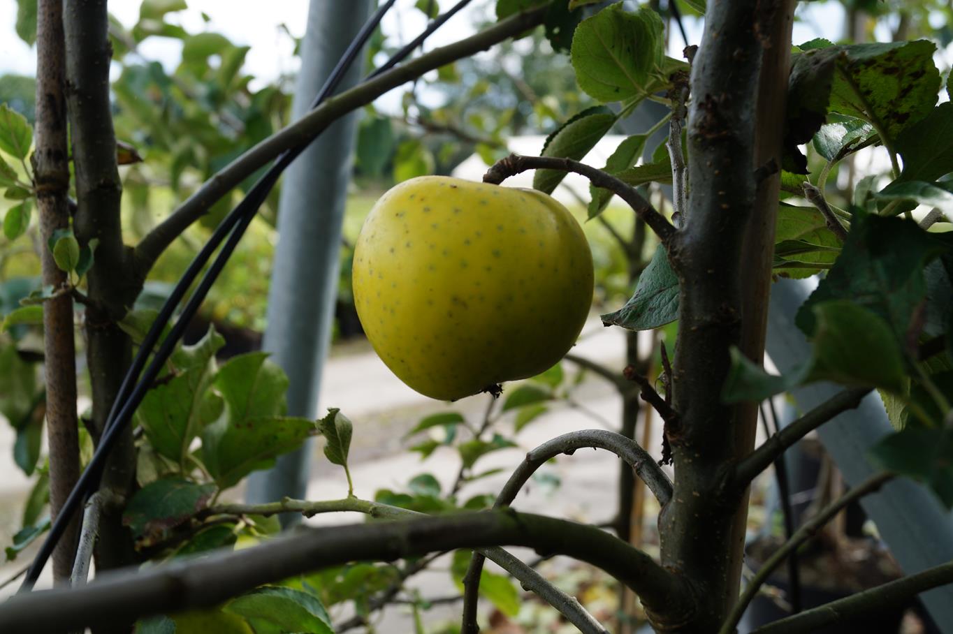 Apfel 'Ananasrenette' • Malus 'Ananasrenette' Ansicht 1