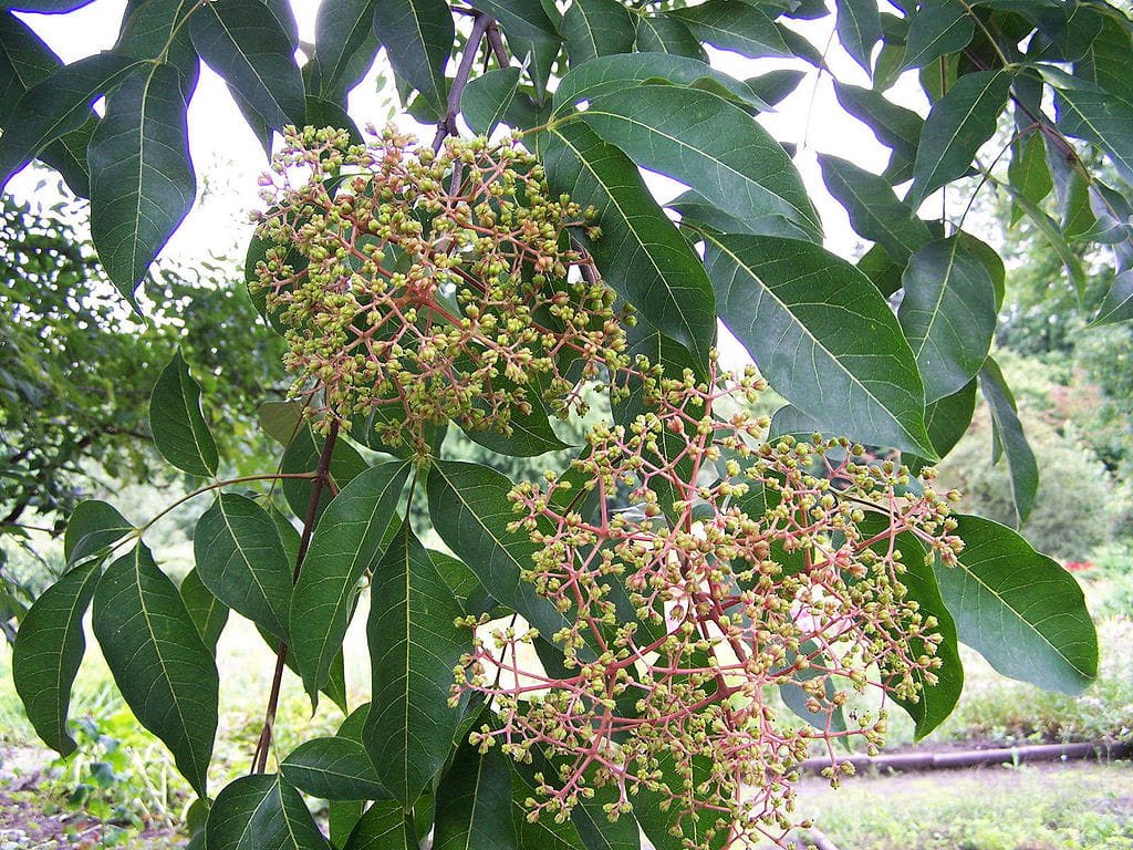 Tausend-Blütenstrauch/Bienenbaum • Euodia hupehensis Ansicht 2