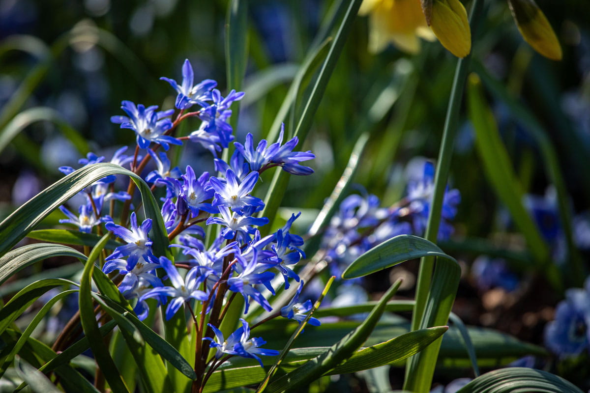 Blumenzwiebel - Scilla siberica 20er Packung