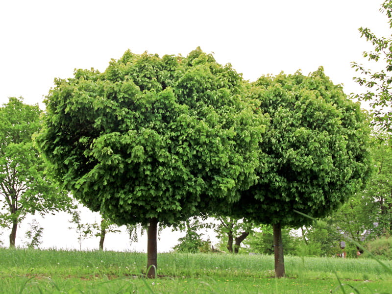Kugelahorn 'Globosum' • Acer platanoides 'Globosum' Ansicht 1