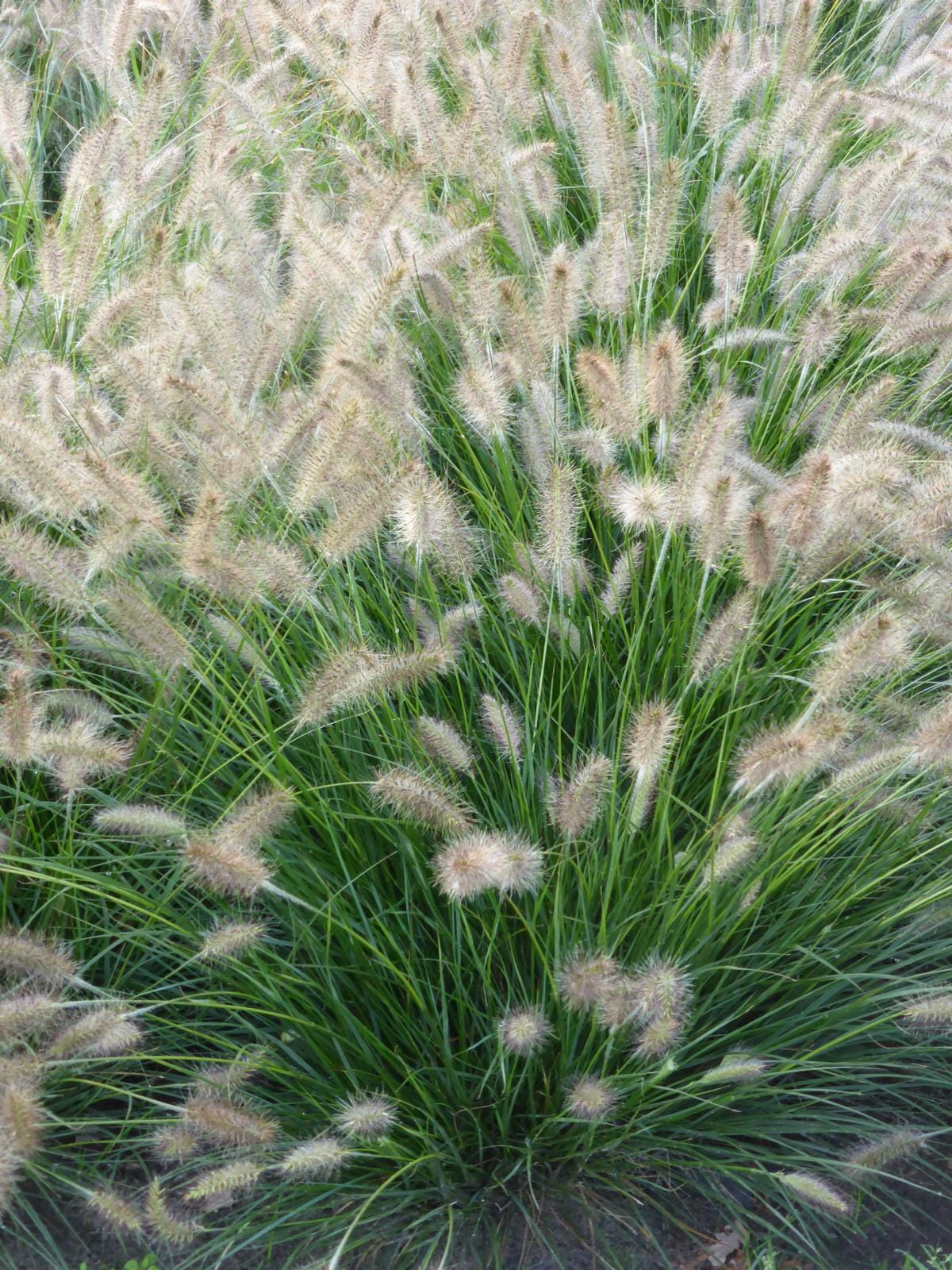 Niedriges Lampenputzergras 'Hameln' • Pennisetum alopecuroides 'Hameln' Topfware Ansicht 1