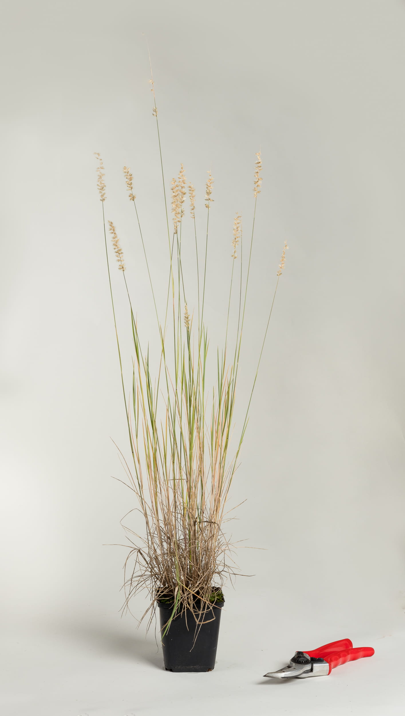 Wimper-Perlgras • Melica ciliata 30-60 cm hoch, Topfware Ansicht 1