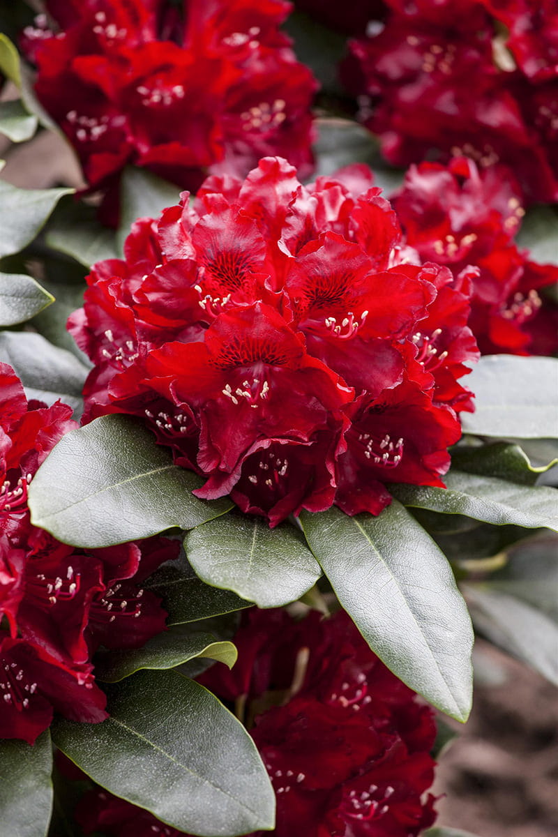 Rhododendron 'Cherry Kiss' • Rhododendron Hybride 'Cherry Kiss' Ansicht 1