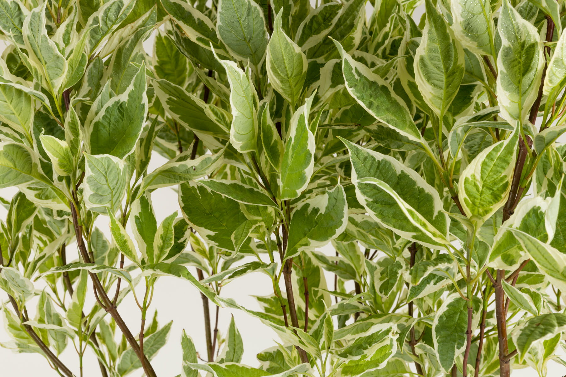 Weißbunter Hartriegel 'Elegantissima' • Cornus alba 'Elegantissima' Ansicht 2