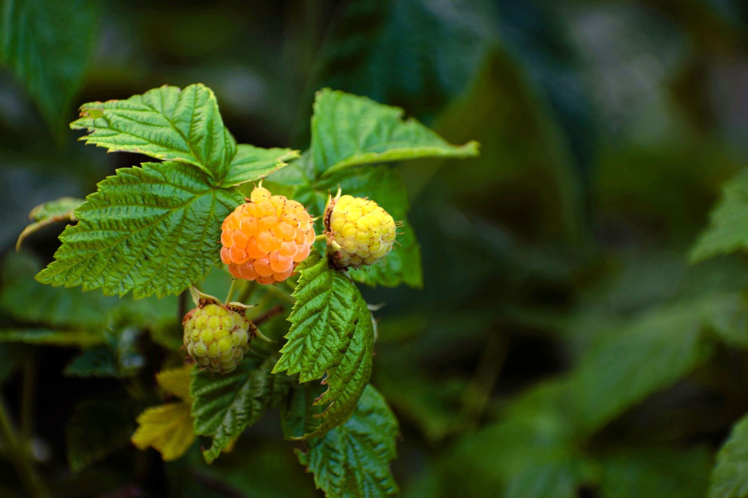 Himbeere 'Fallgold' • Rubus idaeus 'Fallgold'