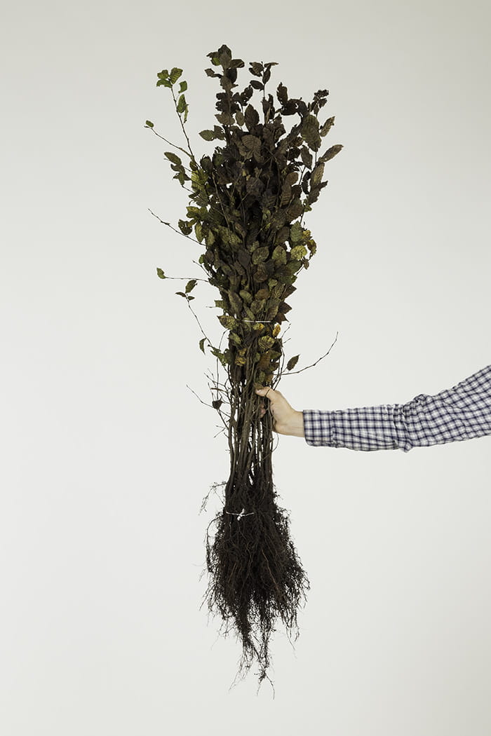 Hainbuche • Carpinus betulus 50-80 cm hoch, Wurzelware Ansicht 2