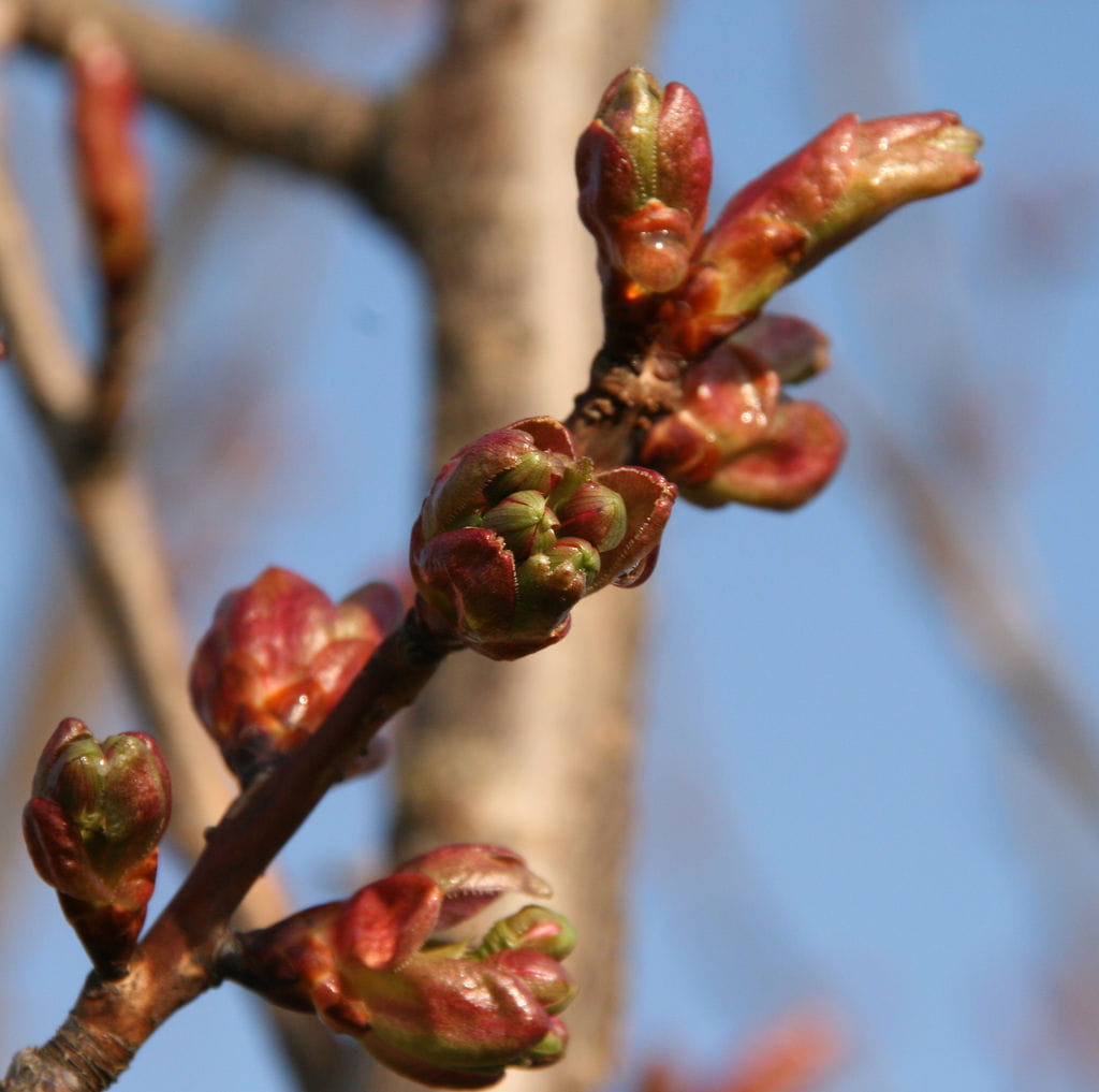 Japanische Blütenkirsche 'Kanzan' • Prunus serrulata 'Kanzan' Ansicht 6