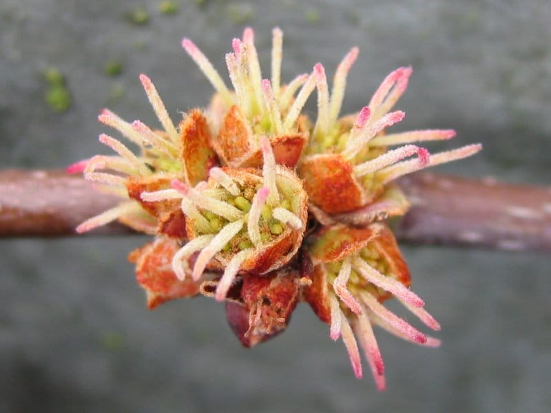 Silberahorn • Acer saccharinum Ansicht 2