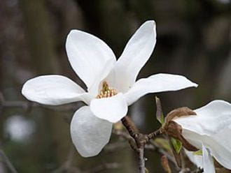 Sternmagnolie • Magnolia stellata Ansicht 1