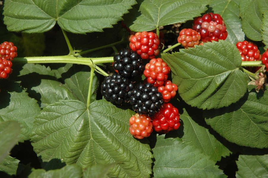 Brombeere 'Little Black Prince' • Rubus fruticosus 'Little Black Prince' Ansicht 1