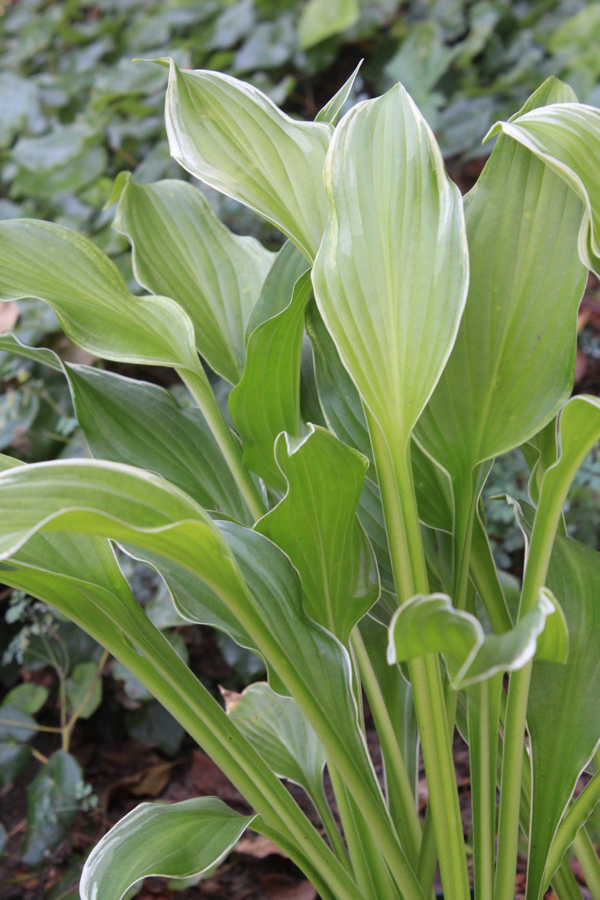 Garten-Funkie Albomarginata • Hosta undulata Albomarginata Ansicht 2