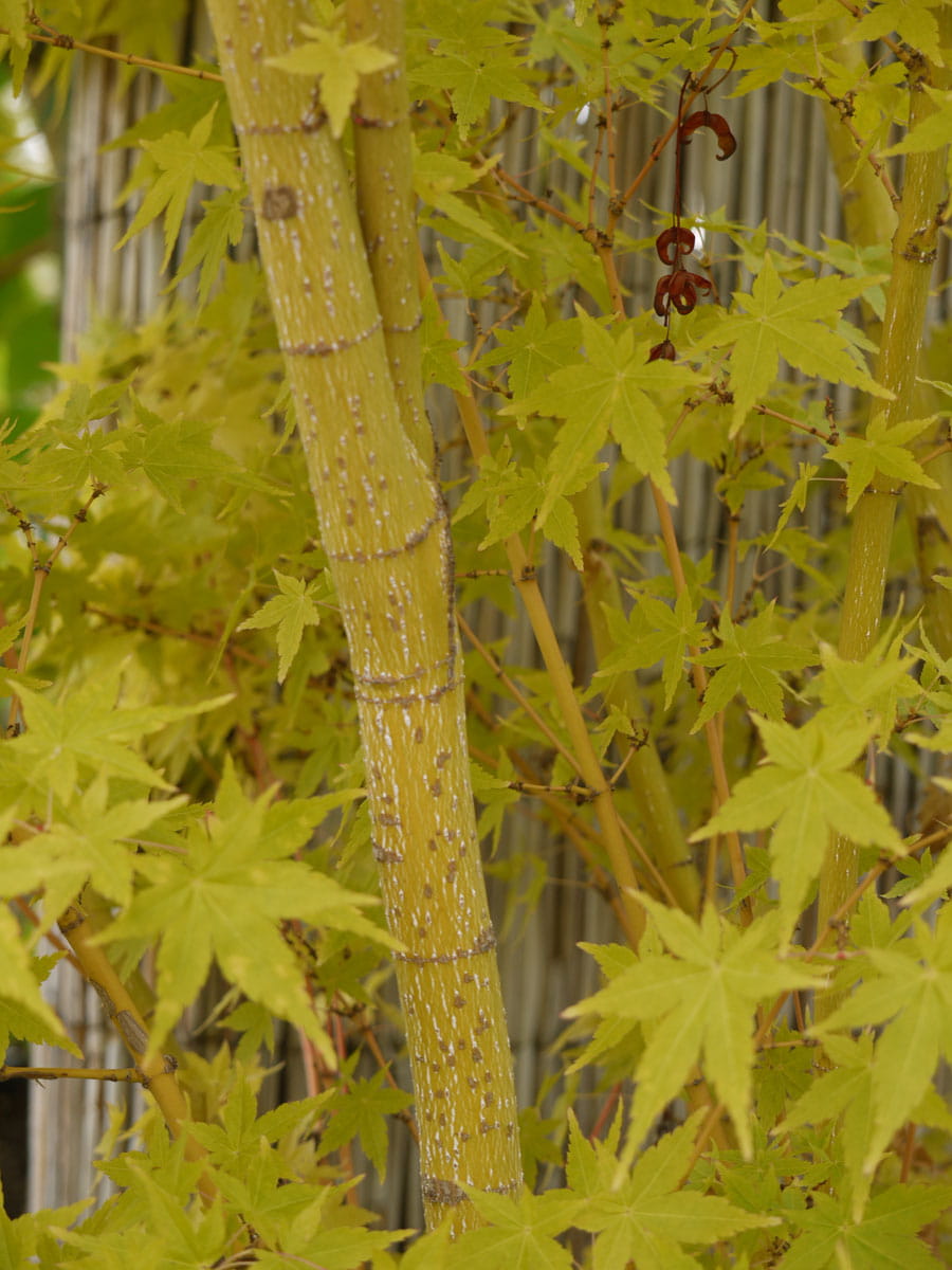 Fächerahorn 'Bi-hoo' • Acer palmatum 'Bi-hoo' Ansicht 2