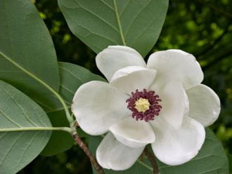 Sommermagnolie • Magnolia sieboldii Ansicht 5
