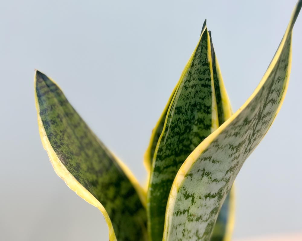 Bogenhanf 'Superba' • Sansevieria trifasciata 'Superba' Topfdurchmesser 12 cm, 30 cm hoch Topfware Ansicht 2