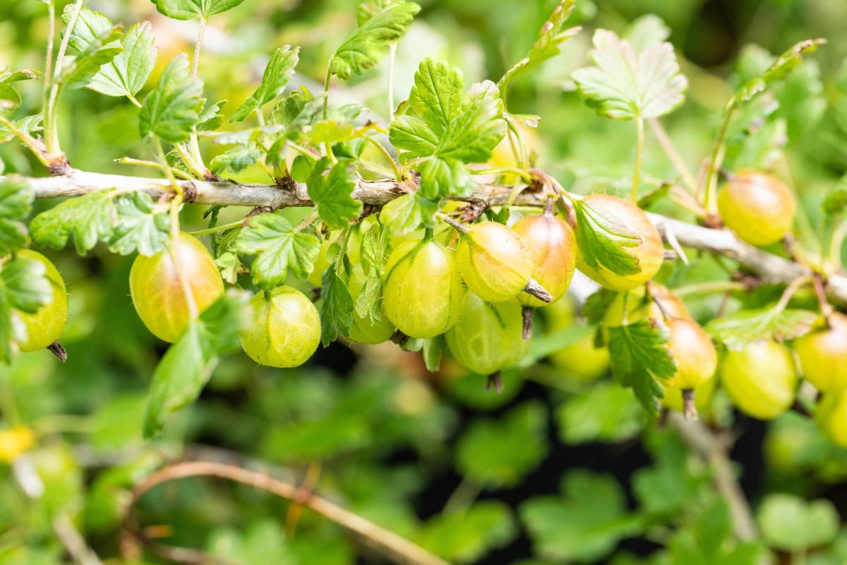 Stachelbeere 'Invicta' • Ribes uva-crispa 'Invicta' Ansicht 4