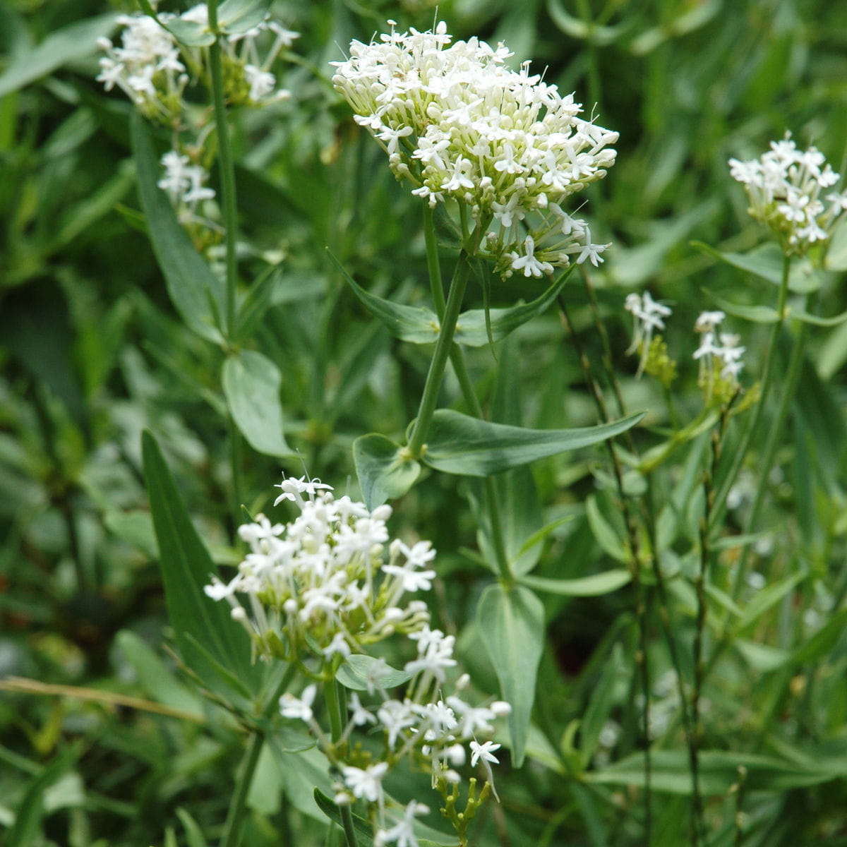 Weißblühende Spornblume 'Albus' • Centranthus ruber 'Albus' Ansicht 4