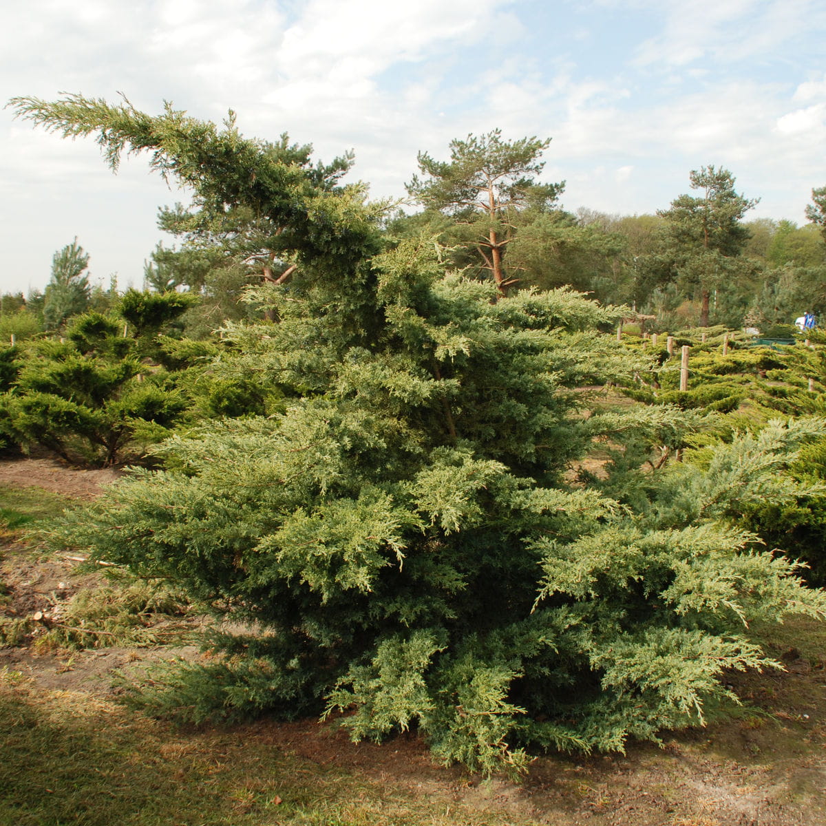 Grauer Pfitzerwacholder 'Hetzii' • Juniperus media 'Hetzii' Ansicht 2