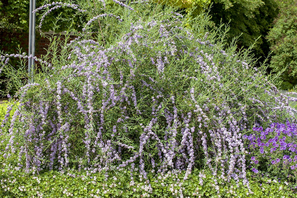 Hänge-Sommerflieder • Buddleja alternifolia Containerware 100-125 cm hoch, Solitärpflanze Ansicht 2