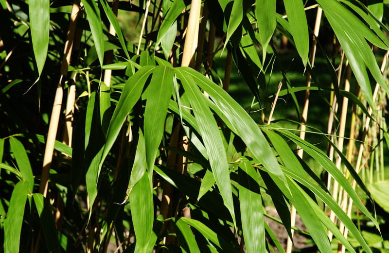Pfeilbambus • Pseudosasa japonica Ansicht 2