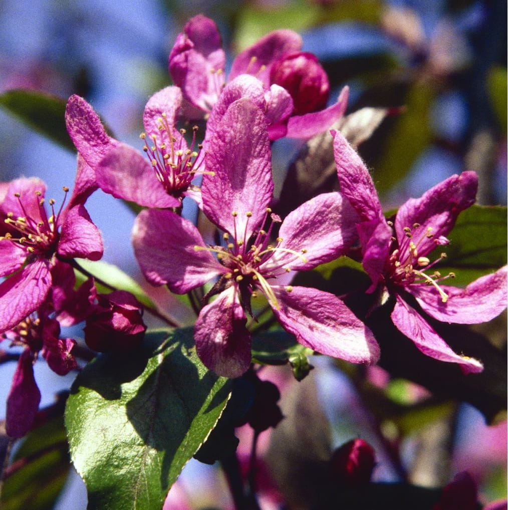 Zierapfel 'Profusion' • Malus 'Profusion' Ansicht 3
