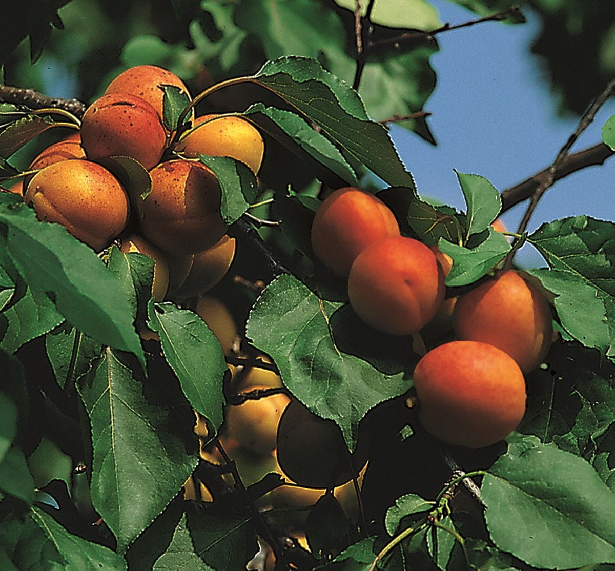 Aprikose 'Harlayne' • Prunus armeniaca 'Harlayne'