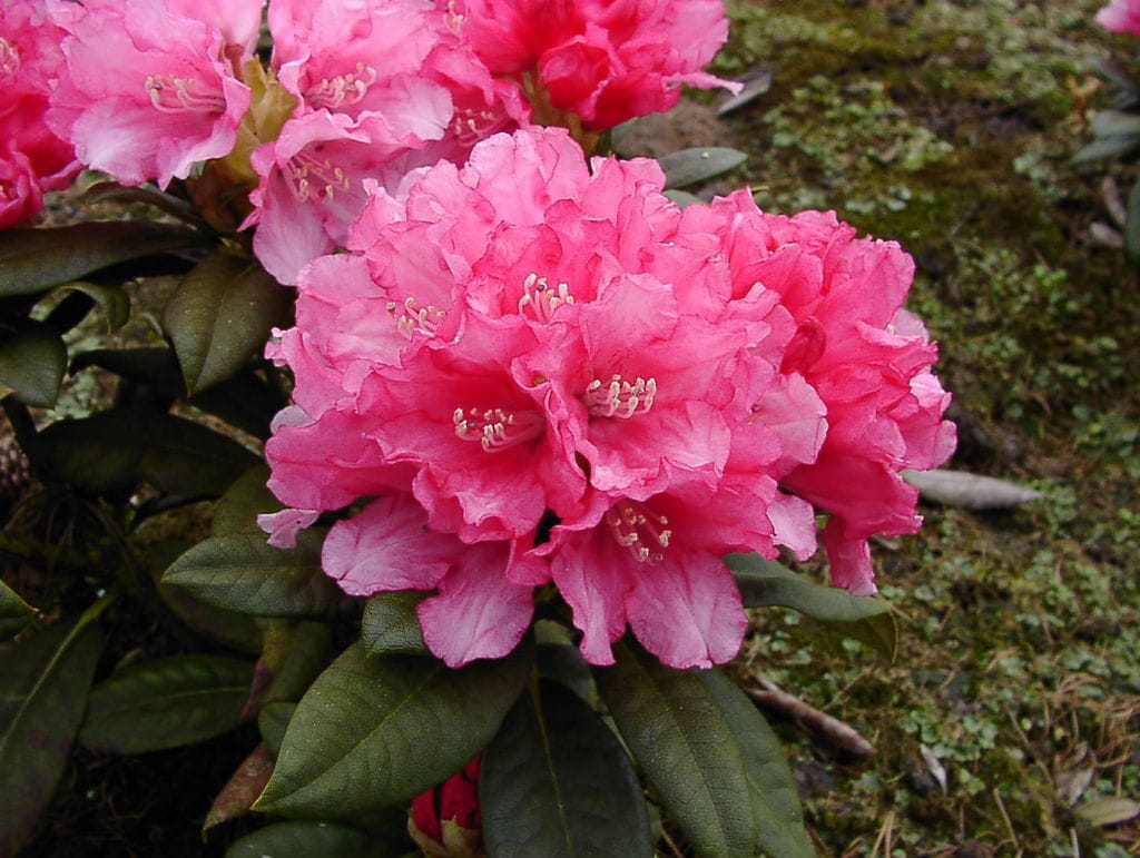 Rhododendron 'Colibri' • Rhododendron yakushimanum 'Colibri' Ansicht 1